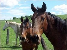 Oppose Criminalizing Horse Meat