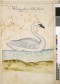 Campaign Stop the Killing of Mute Swans THEY ARE NATIVE! Image Campaign Stop the Killing of Mute Swans THEY ARE NATIVE! Image