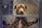 Campaign Stop discrimination for dogs based on breeds Image Campaign Stop discrimination for dogs based on breeds Image