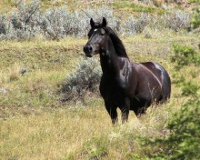 Amend the WFH&B Act to Protect ALL WFH&B's on ALL Public Lands