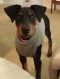Campaign Dobermans in Military Housing Image Campaign Dobermans in Military Housing Image