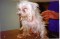Campaign Stop Puppy Mills! Ban Pet Stores From Selling Puppies Image Campaign Stop Puppy Mills! Ban Pet Stores From Selling Puppies Image