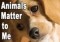 Campaign New Laws Needed For Abused Animals Image